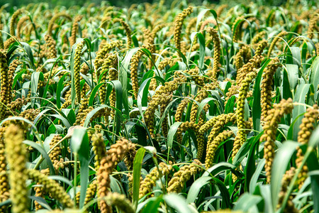 植物白天稻谷谷子地生长摄影图配图