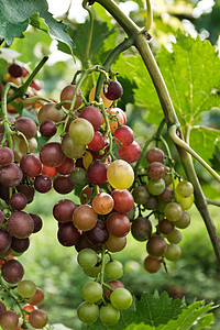 葡萄采摘摄影照片_夏季户外采摘园里成熟的葡萄摄影图配图