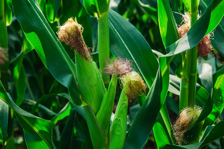 夏花植物梦幻摄影照片_植物白天玉米玉米地生长摄影图配图