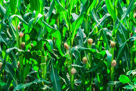 农业白天玉米一片玉米地生长摄影图配图