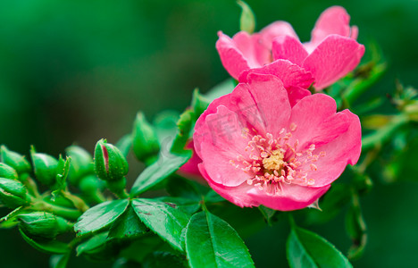 艳丽的蔷薇夏天蔷薇室外静止摄影图配图