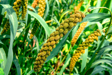 农村吃玉米集摄影照片_农业植物白天谷子谷子地生长摄影图配图