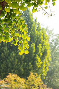 树叶植物树枝摄影照片_银杏秋季银杏树户外植物摄影图配图