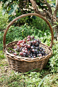 葡萄采摘摄影照片_户外采摘果园采摘新鲜的葡萄水果静物摄影图配图