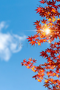秋分枫叶蓝色简约阳光