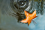 枫叶秋季水面上的树叶室外水波摄影图配图