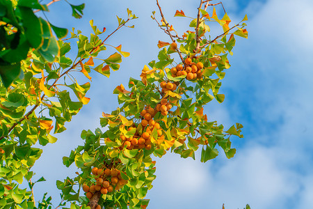 秋天植物风光白昼银杏果树户外拍摄摄影图配图