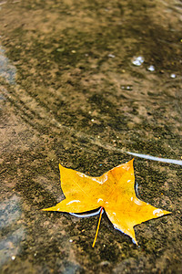 秋季早上树叶户外水面摄影图配图