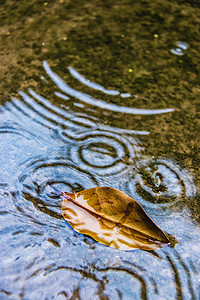 秋摄影照片_叶子白天水面上的树叶户外水波纹摄影图配图