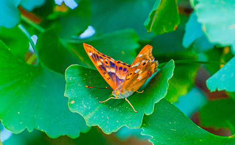 昆虫叶子摄影照片_昆虫世界白昼一只蝴蝶户外拍摄摄影图配图