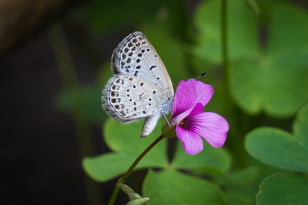 动物蝴蝶摄影照片_一只白蝴蝶在花丛中飞舞昆虫蝴蝶花园摄影摄影图配图