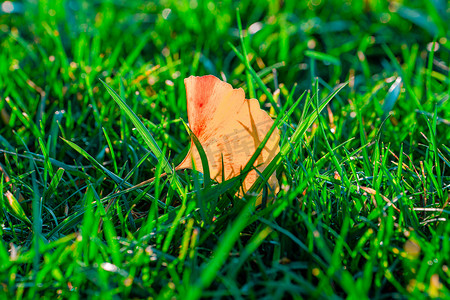 秋天自然风景白昼一片银杏落叶户外拍摄摄影图配图