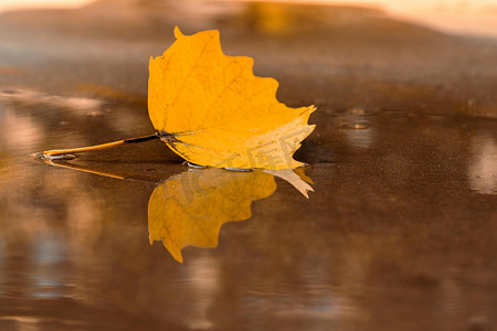 红黄水彩泼墨摄影照片_秋季白天水面落叶户外黄树叶摄影图配图