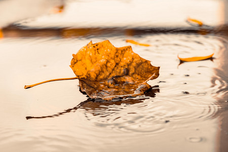 秋季白天叶子户外水摄影图配图