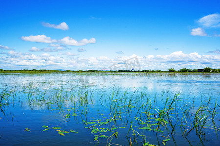 内蒙古白天满洲里莫日格勒河户外水草摄影图配图