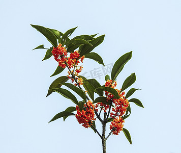 缅桂花树摄影照片_桂花特写秋天桂花桂树室外摄影图摄影图配图