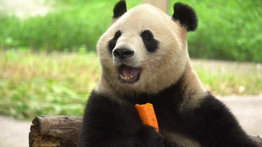 实拍国宝大熊猫张嘴啃食胡萝卜