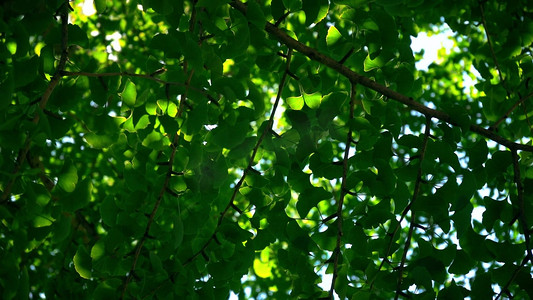 银杏树树叶唯美逆光照射绿叶