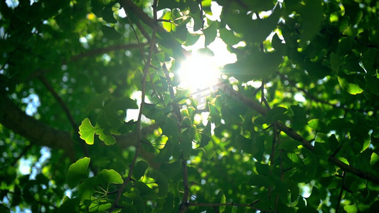 阳光穿过银杏树逆光照射绿叶