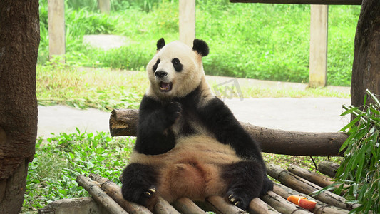 实拍一只国宝熊猫吃苹果
