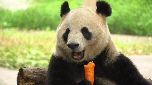 国宝大熊猫啃食胡萝卜摄影图