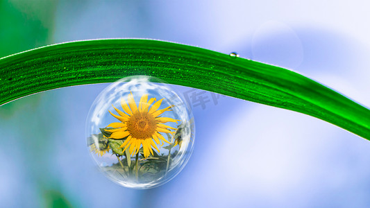 绿色环保水滴向日葵白天水珠环保绿色节能环保摄影图配图