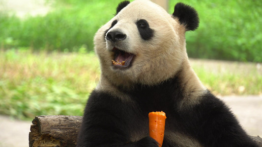 实拍萌宠国宝大熊猫啃食胡萝卜