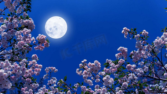 花前月下中秋佳节夜晚鲜花月亮中秋节赏月摄影图配图