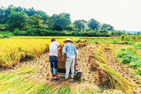 五一植物摄影照片_秋天稻子收获图片上午两个人户外打稻子摄影图配图