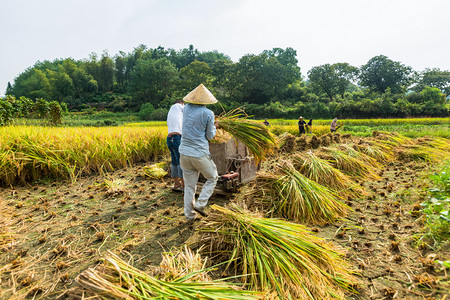 五一植物摄影照片_农民收割稻子的照片上午多人户外收割摄影图配图