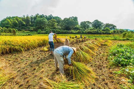 农民丰收粮食摄影照片_秋天收割稻子农民人物图片上午多人户外收割摄影图配图