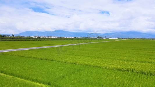 稻田农村风景