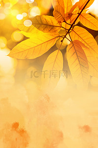 秋天风景背景图片_秋分树叶金色简约阳光