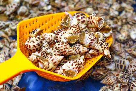 美食海洋水产海螺花螺田螺摄影图配图