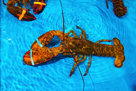美食海洋一只龙虾澳洲龙虾特写摄影图配图