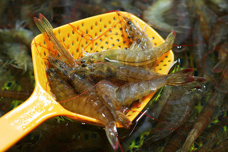 保护海洋动物素材摄影照片_美食海洋水产基围虾虾特写摄影图配图