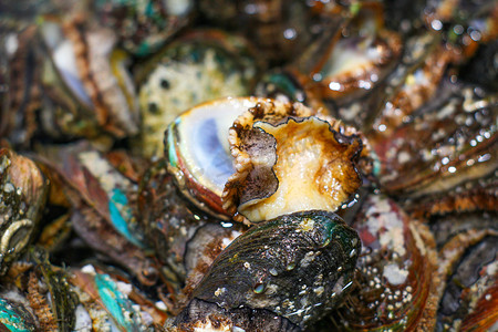 健康美食海洋海产鲍鱼肉鲍鱼特写摄影图配图
