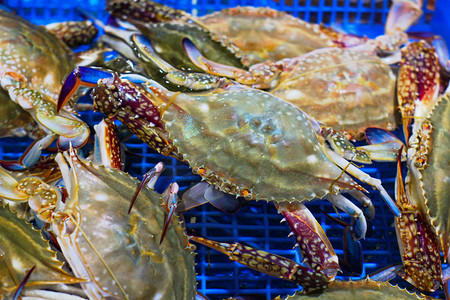 美食海洋水产蟹新鲜蟹特写摄影图配图