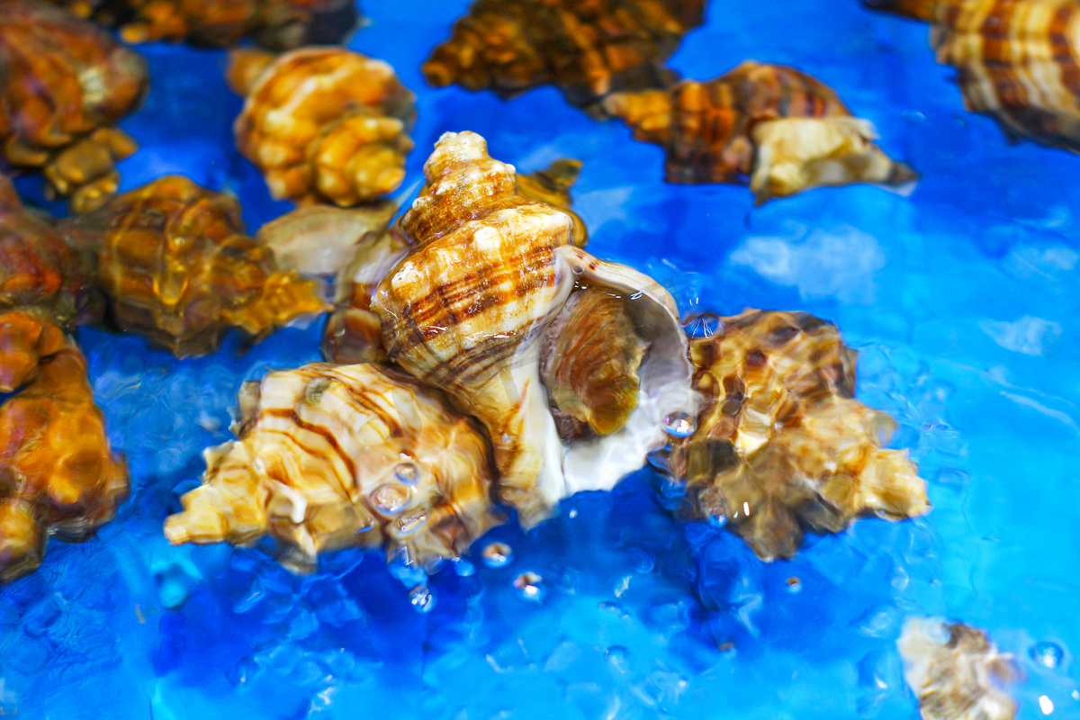 分享海螺的清洗方法及做法 | 说明书网