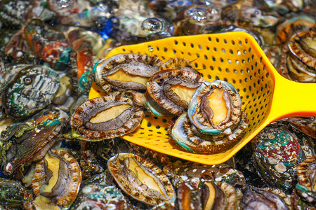 海鲜鱼肉摄影照片_美食海洋生物新鲜鲍鱼肉生鲜特写摄影图配图