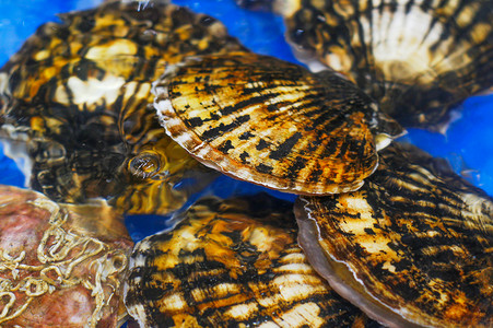 美食海洋扇贝花扇贝特写摄影图配图