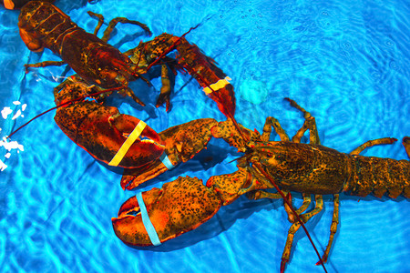 海产美味澳洲龙虾龙虾两只龙虾摄影图配图