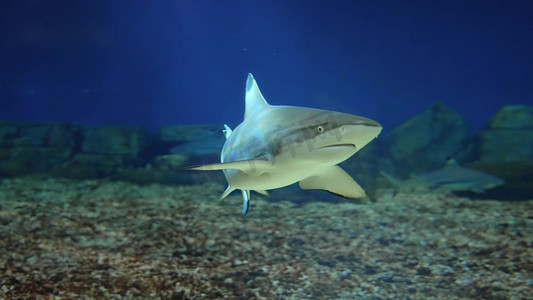 海洋世界摄影照片_水中游动的鲨鱼海洋生物海底世界