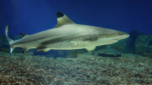 海底边框摄影照片_水中游动的鲨鱼海洋生物海底世界