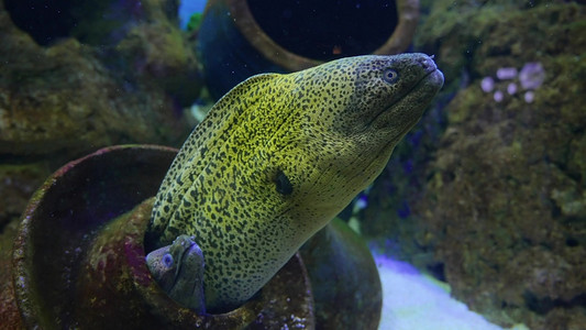 海鳝鱼类浅水海洋生物海底世界