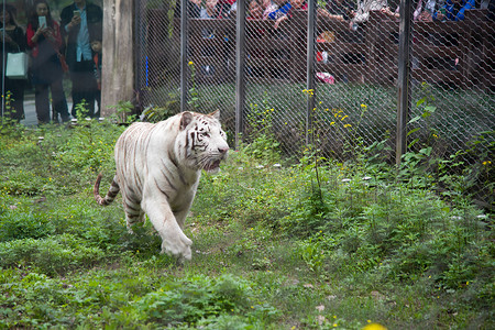 动物园笼子里奔跑的老虎摄影图配图