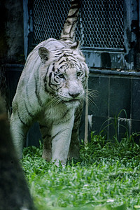 广州广州动物园一只白虎在草地捕猎摄影图配图