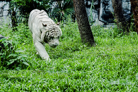 广州广州动物园一只大白虎在草地里捕猎摄影图配图