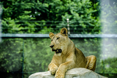 广州广州动物园一只美洲虎趴在石头上巡视摄影图配图