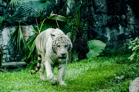 广州广州动物园白虎在草地狩猎摄影图配图
